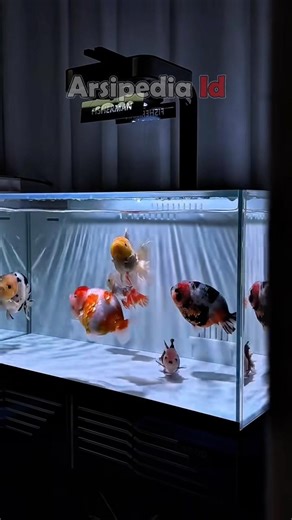 Filling a 1 meter aquarium with goldfish #freshwaterornamentalfish #goldfishornamentalfish