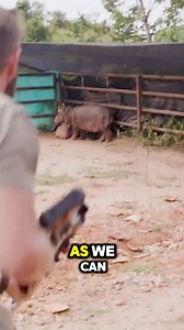 Capturing Pablo Escobar’s Cocaine Hippos and Performing Surgery | Forrest Galante