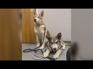 Police investigating how 2 illegally-bred wolf dogs ended up in Connecticut