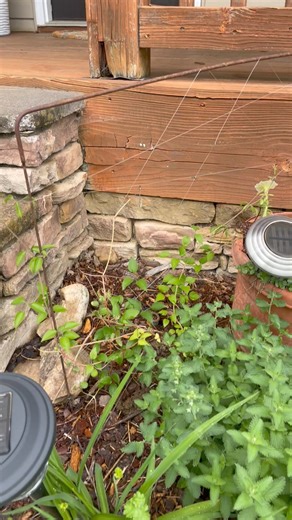 7.8K views · 227 reactions | Garden walk through Deb’s flower garden. | Cooking with Moe and Deb | Facebook