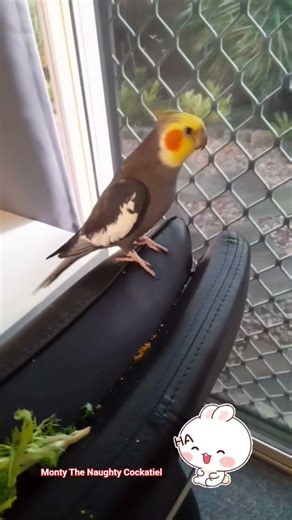 Monty The Naughty Cockatiel and his cute laugh 😃 🧡