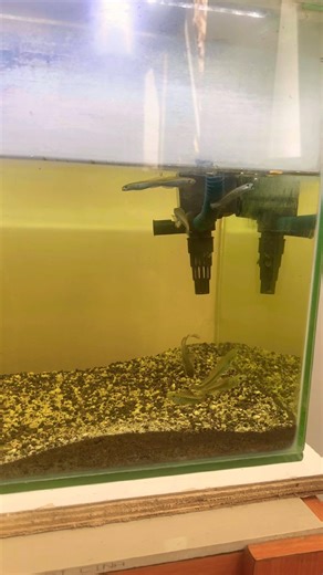 Feeding baby channa / memberi makan anak channa #aquarium #info