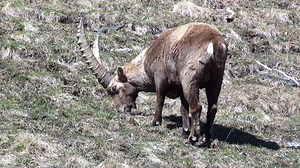 免費視頻 - Ibex, 山, 动物, 有蹄类动物, 高山, 卡普拉, 荒野, 角