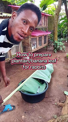 Preparing Plantain Leaves for Your Rabbits: A Guide