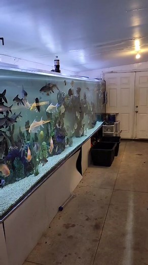 Breathtaking 1800 Gallon African Cichlid Aquarium Tour