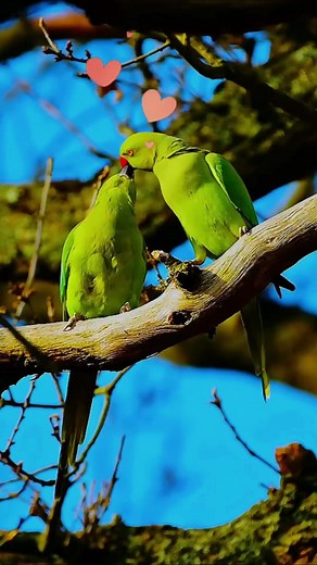 18K views · 235 reactions | May I Kiss You  . . . #birdlovers #birdphotography #birdwatching #birdlife #kisses #kissme #birdsofinstagram | Ayoub Nayiak Wildlife Photographer | Facebook
