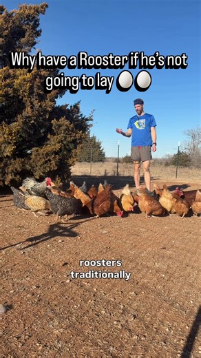 Beneficios de tener un gallo en tu gallinero