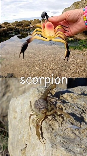 Learn at the Rock Pool | Bug Insect Names for Kids: Scorpion Scarab Beetle Butterfly Rhino Beetle