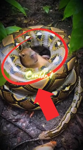 45 Minutes to Save Her Life… 🐍💔 | #animalsrescue #wildlife #animals