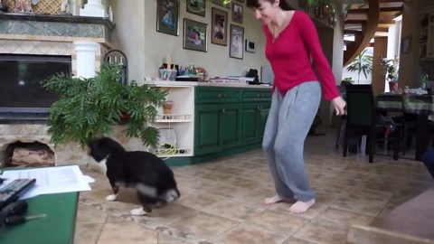 Jump test initiated: Corgi seems concerned