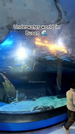 “Exploring Busan Aquarium Like Under the Ocean