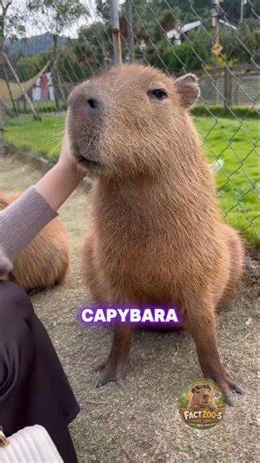 Capybara Facts You Didn’t Know.#capybara #animals #facts