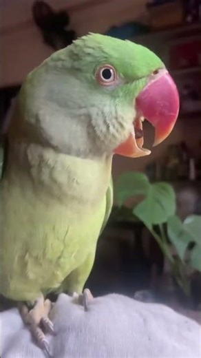 Talking parrot coco singing cookie song #talkingparot #parrot #cute #alexandrineparrot #petbirds