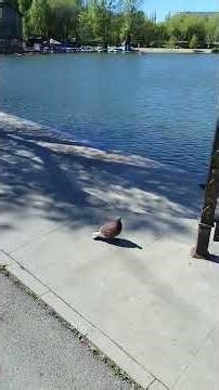 🌿 The Spring Magic of the Park: A Journey into a Blooming Fairy Tale 🌷#beautifulvideo#naturalbeauty