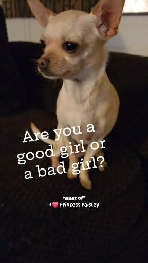 Is Princess Paisley a good girl or a bad girl? 🤣 (This will always be my favorite Paisley video. It truly captures her attitude and the way she nonchalantly acts when she does something wrong) #PrincessPaisley #Chihuahua #ChihuahuaPuppy #chihuahualife #chihuahualove #chihuahuas #DogReels #DogsOfFacebook #DogLovers #DogLife | Darren Barwick