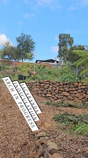 "Inosculation is the natural phenomenon where the trunks, branches, or roots of two trees grow and fuse together, allowing them to share resources and become a single organism" we plan to allow these 2 Jacaranda trees that Leah Rose Fogle and I got on our honeymoon to grow together in a archway like the last picture in this reel. It will take a few years but the end result will be so cool. Imagine the bloom! These trees are kinda like my wife and I. Growing together now as one ✨️ #fypシ #fruitlov