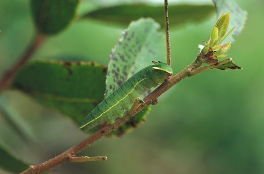Les chenilles avec un « dard » ou une « corne » sont-elles dangereuses ?