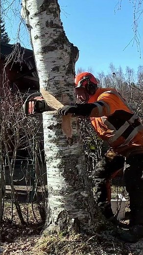 ULTIMATE Tree Felling Tutorial for People with No Patience
