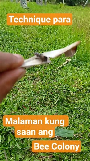 5 bees 🐝 South direction only 1 bee West direction