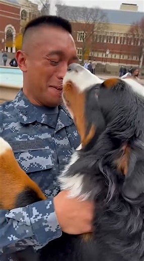 Bernese Mountain Dog Barks and Charges Through Students to Soldier #dog #bernese #doglover #unitedmoment | Cakes by ARs