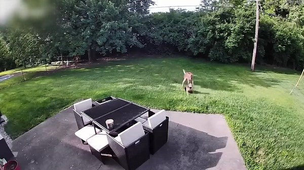 Crazy Animal Moments You Have to See to Believe!