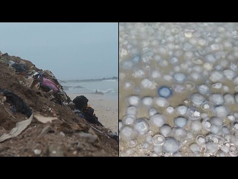 Gross Things That Surfaced on Beaches