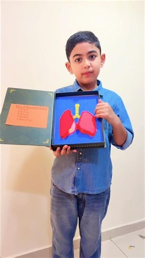 “🫁 Easy Grade 3 Lung Model”#LungModel #Grade3Science #science #stemathome#kidsactivities#stem