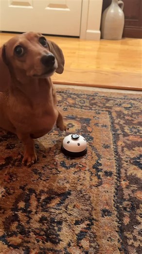 Willow on Instagram: "A for effort #salamanca #willowringsabell #dachshund #minidachshund #dogsofinstagram"