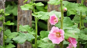 Alcea rosea (Common or Garden hollyhock, Rose mallow, Hibiscus) is an ornamental dicot flowering plant in the family Malvaceae.
