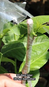 Grafting citrus tree in less than 1 minute #shortvideo | Grafting Examples