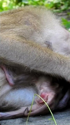 Extremely Weak Newborn Baby Monkey Tucked Away Safely with Mom 🥺❤️