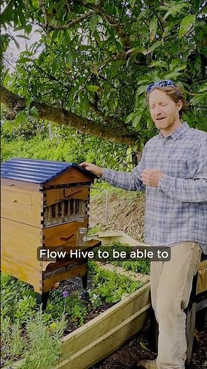 Can you harvest honey in the rain?