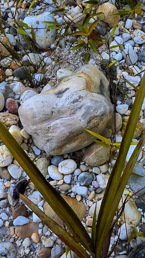 454K views · 2.7K reactions | looking for natural stones at gold mining sites #fblifestyle | Gemstone Explorers | Facebook