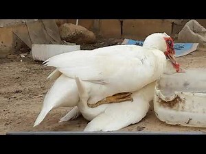 Accouplement de canards