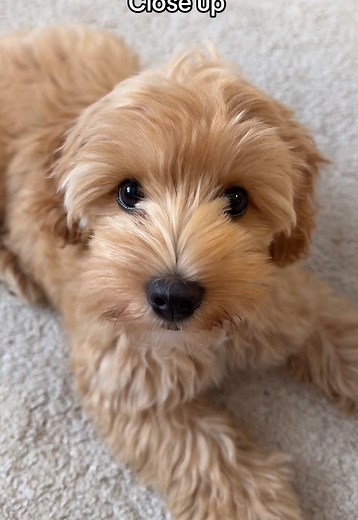 Stunning Cockapoo Puppy From Every Angle