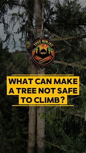 🌳 That old tree in your yard might look climbable, but dead and rotten trees are ticking time bombs! No branches and super brittle? One wrong step and it could come down. Safety first ✅ Keep your yard safe with 𝗧𝗿𝗲𝗲 𝗡𝗶𝗻𝗷𝗮𝘀 serving Seattle, Bellevue, Renton, Redmond, Sammamish, and nearby areas. We handle expert tree service, hedge trimming, and stump grinding so you can enjoy your yard worry-free 🪓✨ 👉 Trust the pros and stay safe 💪 📞 Call Today: (253) 656-1027 💻 Visit Us: https:/