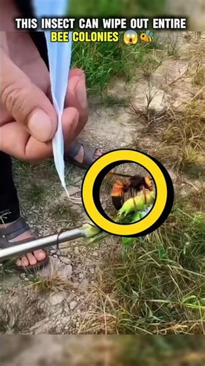 Tracking a Murder Hornet