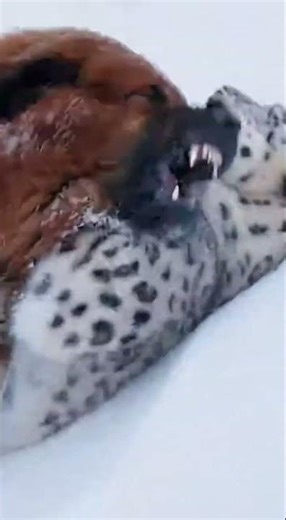 Tibetan Mastiff: Guardian of the Himalayas