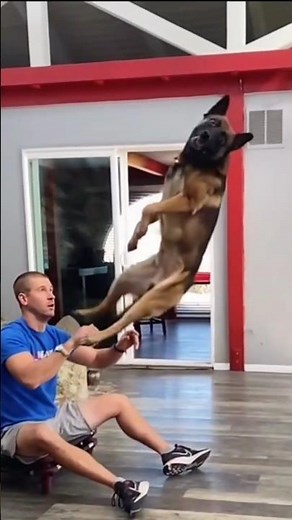 🐶 Dogs in Slow Motion – The Cutest Moments Ever Captured! #dog #shorts