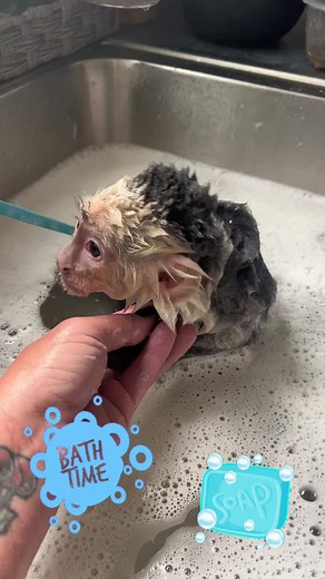 To darn cute, cleanint himself. 🤍🐵#tobytroop #tobybabymonkey #monkeysoftiktok #cuteanimals