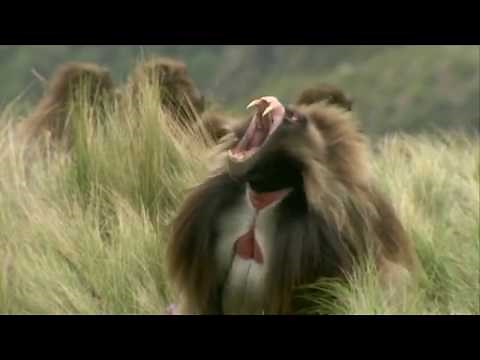The Screaming Baboon