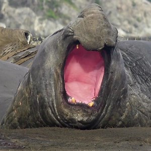 3.9K views · 4.2K reactions | #MarksMoments: Along the coastline of Patagonia, southern elephant seals come to the rugged shoreline to rest. These large creatures, especially the males, can easily weigh up to 8,000 pounds. It’s always a special treat to observe these incredible animals in the wild. -Mark Coger, Videographer | Lindblad Expeditions | Facebook