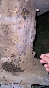 #bee #hive #nest #moth #bugs | Meowwcats1