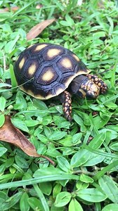 Captive bred hatchling Redfoot tortoises available. Don’t forget to like and follow my page 😁🐢 | Southern Reptiles
