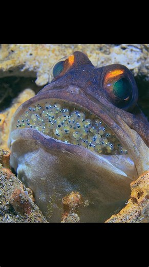 The Evolution of Jaws Reshaped the Food Chain#wildlife #animals #shorts #video