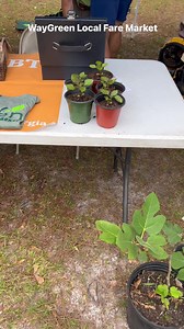 1K views · 11 reactions | #waycross | Waycross and Ware County Georgia Happenings | Facebook