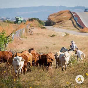 Bovine anaplasmosis is endemic in many areas of the world and is transmitted by several tick vectors. Outbreaks are usually seasonal. Learn more: https://msdmnls.co/45FOLBA | MSD Veterinary Manual
