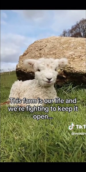 Drop a comment, share this, or just send love, it truly means the world to us 🙏 #sheep #lamb #cozy #slippers These slippers with sheep design are the perfect fit for your morning day and help us to support our animals.