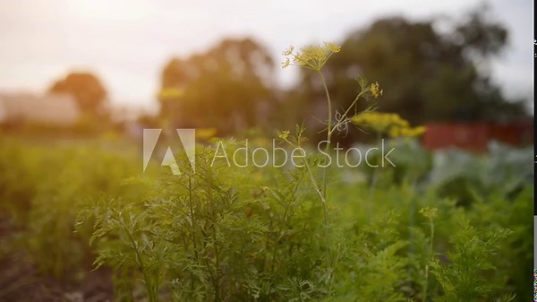 Dill (Anethum graveolens) is an annual herb in the celery family Apiaceae. It is the only species in the genus Anethum. Its leaves and seeds are used as an herb or spice for flavouring food.