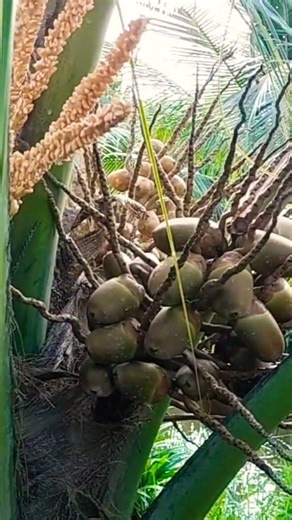 How to effectively spray boron to treat fruit drop in coconut trees #coconut #boron #voquangson